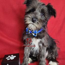 Boy 4 - male Miniature Schnauzer puppy in Fairhope, Alabama from Puppy Sugars Kennels