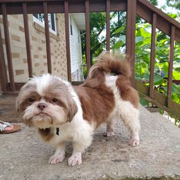 Coco - Shih Tzu