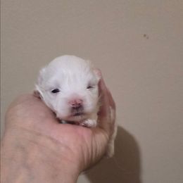 Sweetie - White female Maltipoo puppy in Sedro Woolley, Washington from Absher Ranch