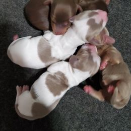 Dachshund Puppies from Carlin's Weiner Haus