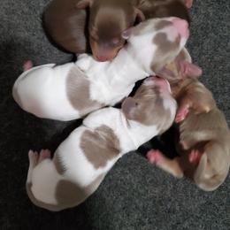 Dachshund Puppies from Carlin's Weiner Haus