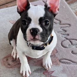 Birdie - Boston Terrier