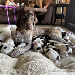 Daisy - German Shorthaired Pointer