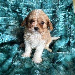 Strawberry Shortcake - Red female Cavapoo puppy in Knoxville, Tennessee from Rocky Top Cavapoos