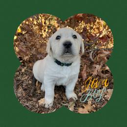 Labrador Retriever, Mastiff, and Miniature Australian Shepherd Puppies from Blackberry Cabin Farms