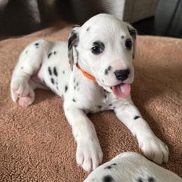 Orange - White and black female Dalmatian puppy in Scarsdale, New York from Jewels and Spots Dalmatians