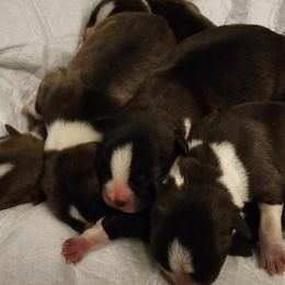 Girl 2 - Boston Terrier puppy from Boston Collections