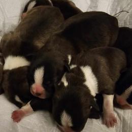 Girl 2 - Boston Terrier puppy from Boston Collections