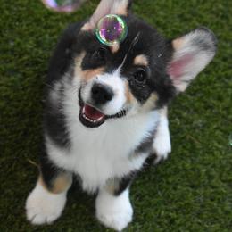 Calvin - Black and tan male Pembroke Welsh Corgi puppy in San Antonio, Texas from Moxxi's Legacy Corgis