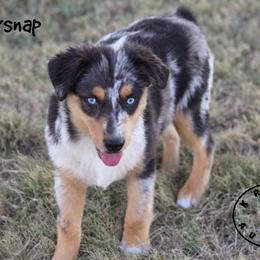 Gingersnap - Red merle female Miniature Australian Shepherd puppy in Garden Plain, Kansas from Krazy K Aussies