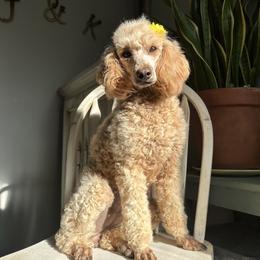 Honey AKC CLEAR - Apricot female Poodle puppy in Kentucky from Deerly Poodles