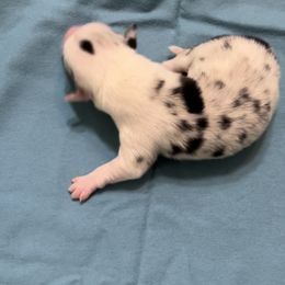 Boy 4 - White and black male Pembroke Welsh Corgi puppy in Moundville, Alabama from Cartee Corgis - Debi Cartee Mills