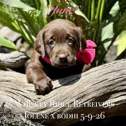 Miss Chocolate - Chocolate female Labrador Retriever puppy in Portland, Tennessee from Whiskey Ridge Retrievers