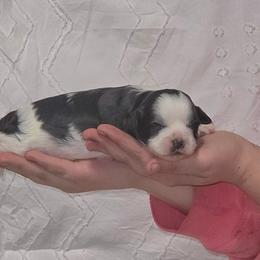 Finney - Black and white male Shihpoo puppy in Eldon, Missouri from B&B Designer Shihpoo’s