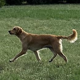 Sandy - Golden Retriever