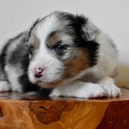 Male 6 - Blue merle male Australian Shepherd puppy in Hamilton, New Jersey from Birch Haus