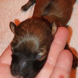 Ariel - Brindle female Shihpoo puppy in Hertford, North Carolina from Heaven Sent Shihpoo's