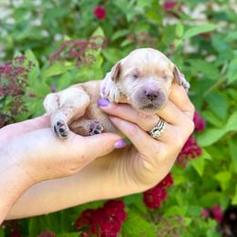 Sparkler - Yellow and white female Bernedoodle puppy in Midland, Michigan from Northern Charm Farm