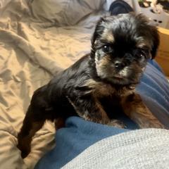 Brussels Griffon Puppies from Shelly's Brussels Griffons