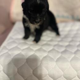 Boy 1 - Black tri male Miniature Australian Shepherd puppy in Doddridge, Arkansas from Huddleston Farm