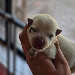 Tiny - Blue mottled female Australian Cattle Dog puppy in Red Bluff, California from 3R Ranch / Australian cattle dogs