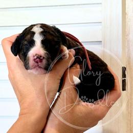 Bo Peep - Pink - Sable female Bernedoodle puppy in Rockwall, Texas from Glory Doodles