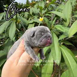 Lorcan Salvaterre - Blue male French Bulldog puppy in Loxahatchee, Florida from Blue Wonder Frenchies
