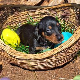 Mr. B - Black and tan male Dachshund puppy in Liberty, North Carolina from Heavenly Doxies