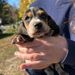 Male 4 - Black brown and white male Basset Hound puppy in Lindley, New York from Hill Top Basset Hounds & Cane Corso