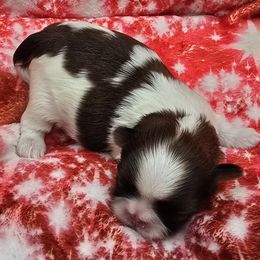 Red and White Boy - Red and white male Shih Tzu puppy in Tenino, Washington from Dolled Up Pup