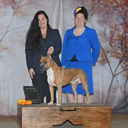 Shooter - American Pit Bull Terrier