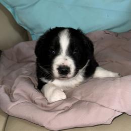Jag - Black and white male Border Collie puppy in Henagar, Alabama from Ridge Kap Border Collies