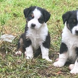 Miniature Australian Shepherds from Angela's Miniature Australian Shepherds