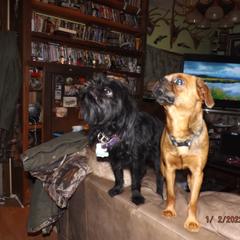 Brussels Griffon All Grown Up from ET's BG's!