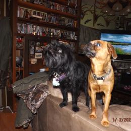 Brussels Griffon All Grown Up from ET's BG's!