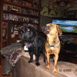 Brussels Griffon All Grown Up from ET's BG's!