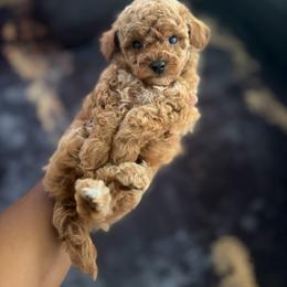 Ruby - Red  female Poodle puppy in Kissimmee, Florida from Unique Poodles