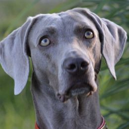 Weimaraners from Outback Adventure