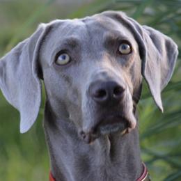 Weimaraners from Outback Adventure