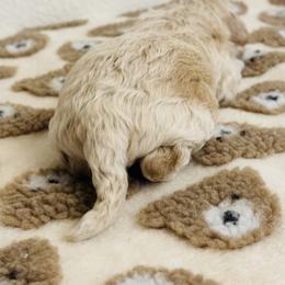 Cavapoo, Cockapoo, Goldendoodle, and Maltipoo Puppies from Perdue Puppies