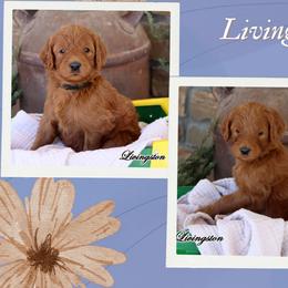 Livingston - Standard F1B - Red  male Goldendoodle puppy in Lebanon, Missouri from Knapp's Paw Prints