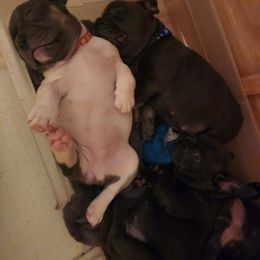 French Bulldog Puppies from Taylor-Made Luxury Kennels