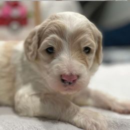 Girl 2 - Sheepadoodle puppy in Bloomfield, New Jersey from C3 Sheepadoodles