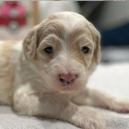 Girl 2 - Sheepadoodle puppy in Bloomfield, New Jersey from C3 Sheepadoodles