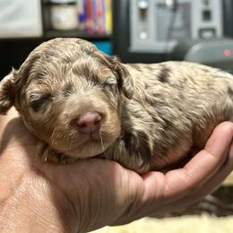 Red Collar - Merle male Cockapoo puppy in Palm Beach County, Florida from Benji’s Cockapoos