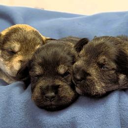 Miniature Schnauzer puppies from Halo Schnauzer