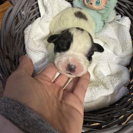 Mint miracle - White and brown female Saint Bernard puppy in Auburn, Washington from Sara’s Saint Bernards