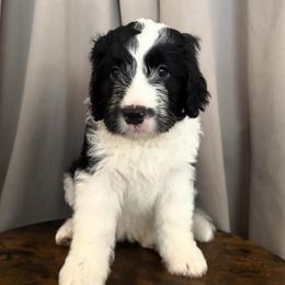 Rue - Black and white female Assorted Doodle Crosses puppy in Mesa, Arizona from Arizona Doodle Trails