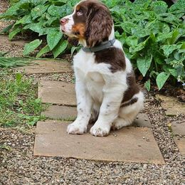 English Springer Spaniel Puppies from Poskin Lake Springer Spaniels