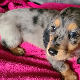 Dachshunds from Boney's Low Riding Dachshunds